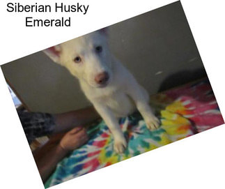 Siberian Husky Emerald