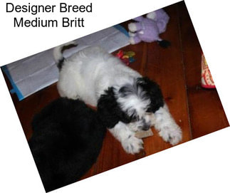 Designer Breed Medium Britt