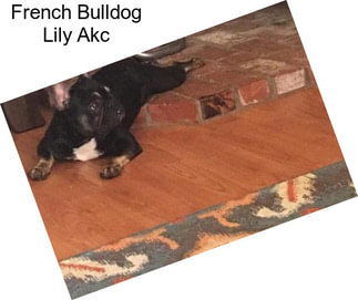 French Bulldog Lily Akc