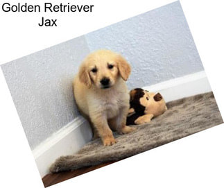 Golden Retriever Jax