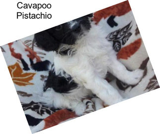 Cavapoo Pistachio