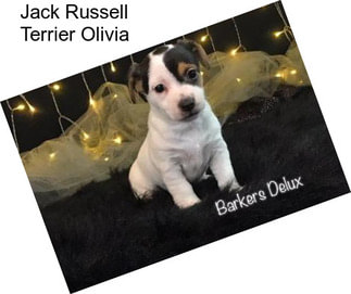 Jack Russell Terrier Olivia