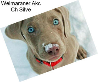 Weimaraner Akc Ch Silve