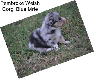 Pembroke Welsh Corgi Blue Mrle