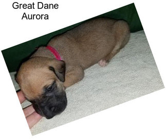 Great Dane Aurora