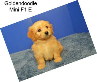 Goldendoodle Mini F1 E