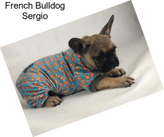 French Bulldog Sergio