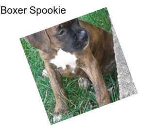 Boxer Spookie