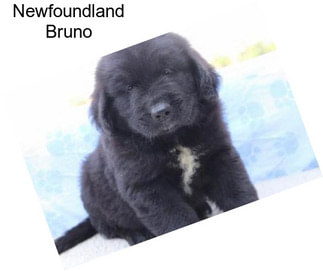 Newfoundland Bruno