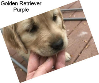 Golden Retriever Purple