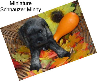 Miniature Schnauzer Minny