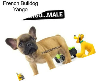 French Bulldog Yango