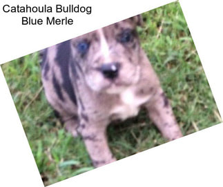 Catahoula Bulldog Blue Merle