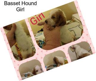 Basset Hound Girl