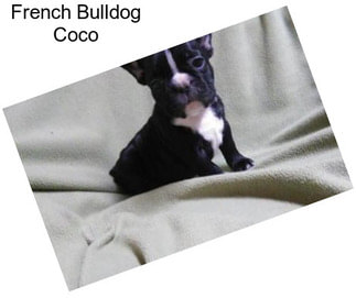 French Bulldog Coco