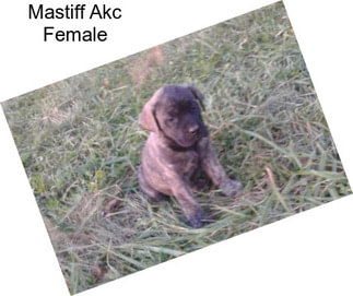 Mastiff Akc Female