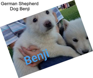 German Shepherd Dog Benji