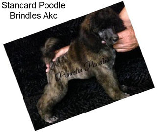 Standard Poodle Brindles Akc