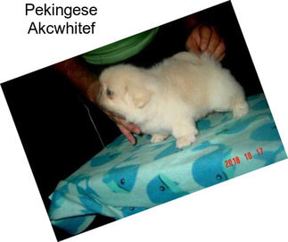 Pekingese Akcwhitef