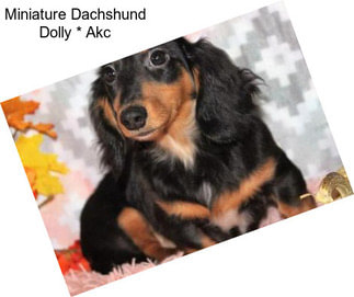 Miniature Dachshund Dolly * Akc