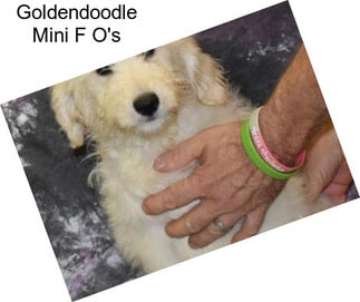 Goldendoodle Mini F O\'s