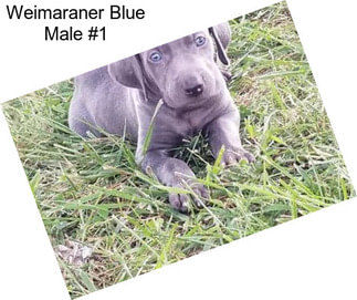 Weimaraner Blue Male #1
