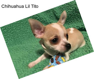 Chihuahua Lil Tito
