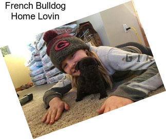 French Bulldog Home Lovin
