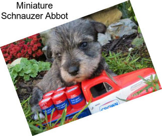 Miniature Schnauzer Abbot