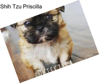 Shih Tzu Priscilla