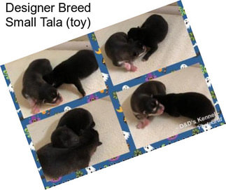 Designer Breed Small Tala (toy)