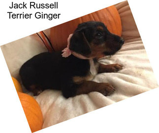 Jack Russell Terrier Ginger