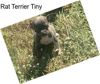 Rat Terrier Tiny