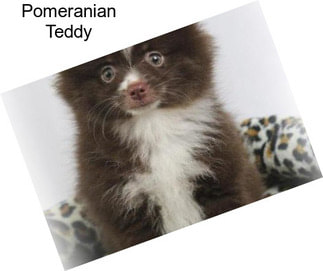 Pomeranian Teddy