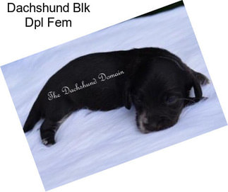 Dachshund Blk Dpl Fem