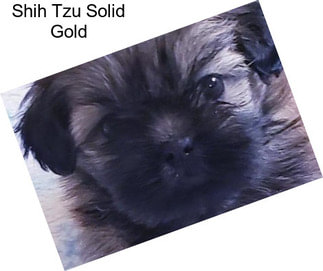 Shih Tzu Solid Gold