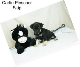 Carlin Pinscher Skip