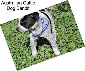 Australian Cattle Dog Bandit