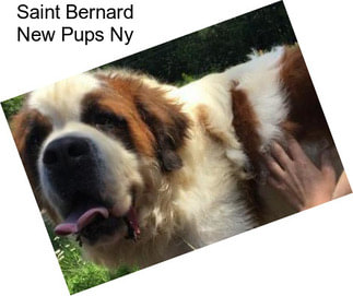 Saint Bernard New Pups Ny