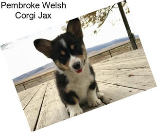 Pembroke Welsh Corgi Jax