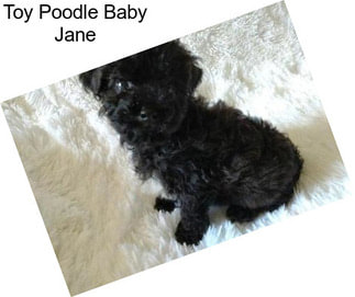 Toy Poodle Baby Jane