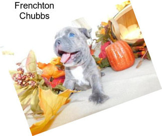 Frenchton Chubbs