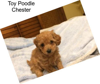 Toy Poodle Chester