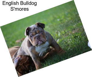 English Bulldog S\'mores