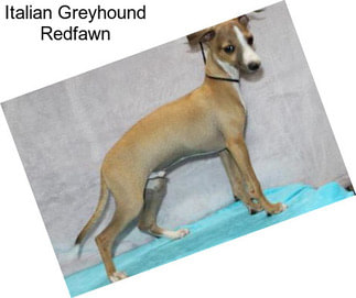 Italian Greyhound Redfawn