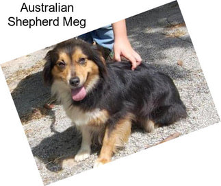 Australian Shepherd Meg