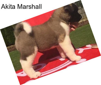 Akita Marshall