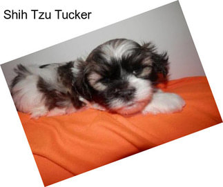 Shih Tzu Tucker