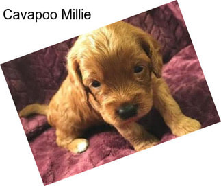 Cavapoo Millie