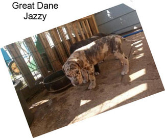 Great Dane Jazzy
